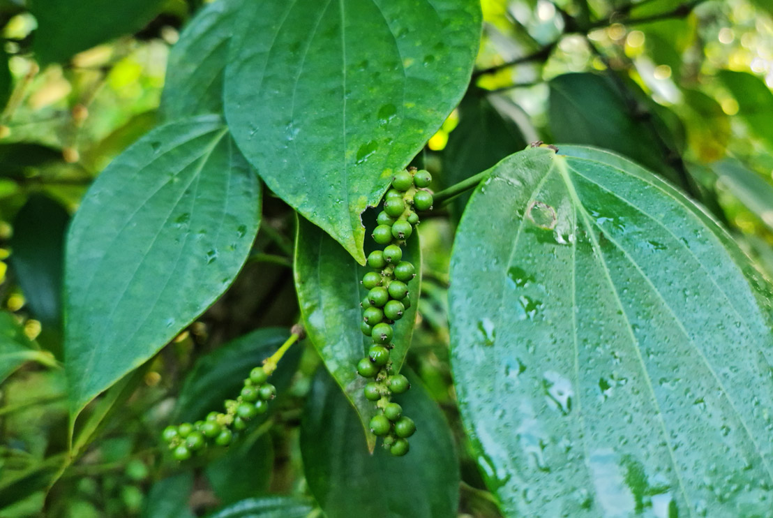 web đánh bài