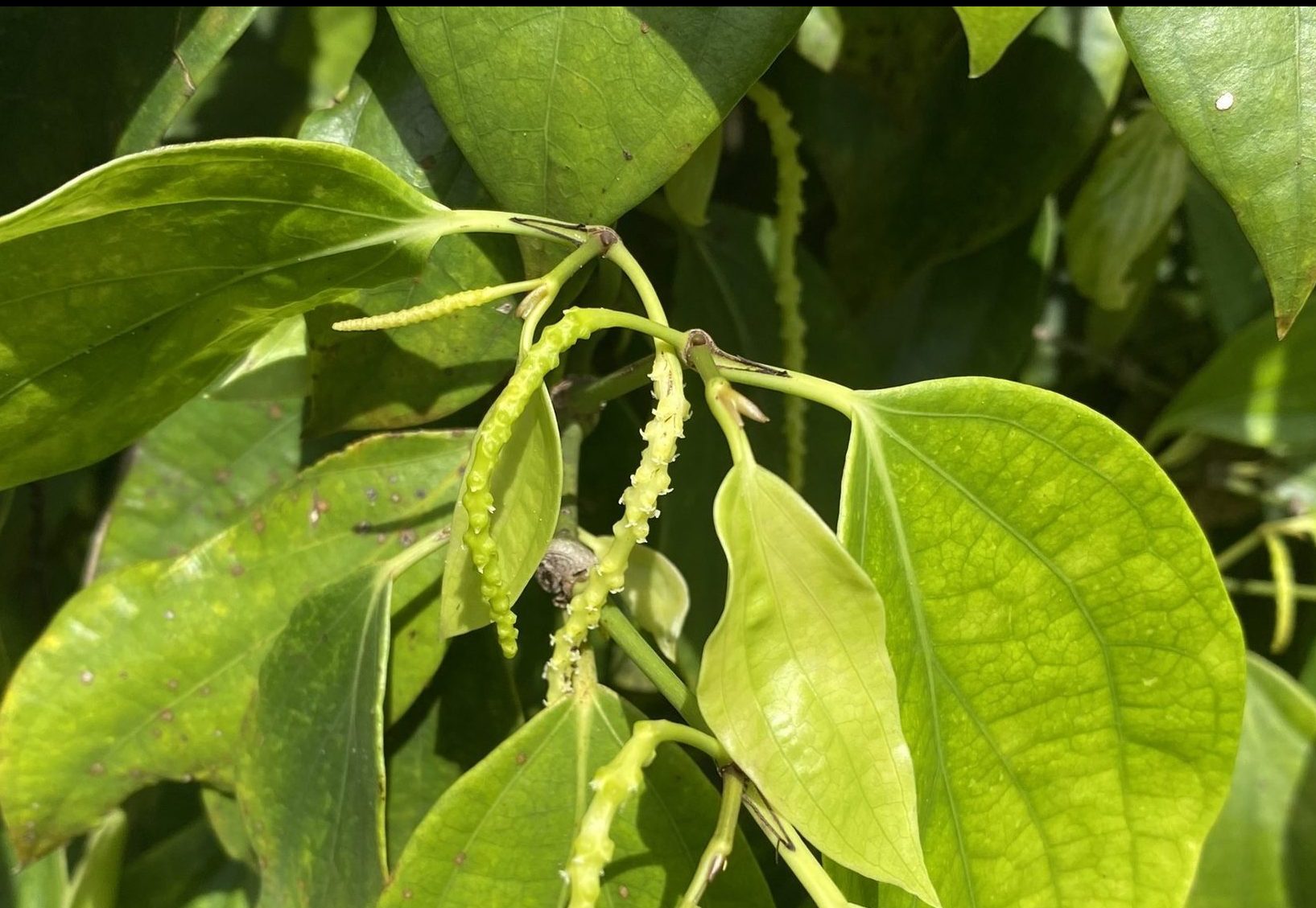 web đánh bài