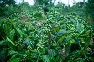 web đánh bài