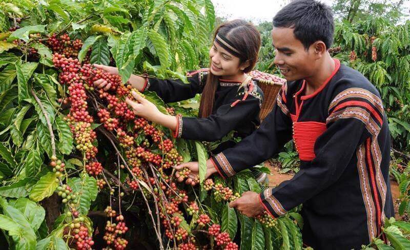 10 + Đặc sản Đăk Lăk đáng thử, thích hợp mua làm quà tặng