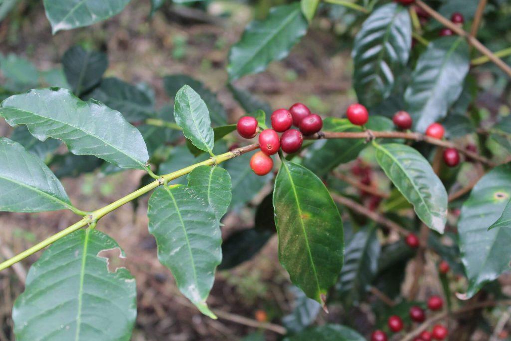 Arabica Typica có hàm lượng axit malic cao, mang lại vị chua tương tự như quả táo