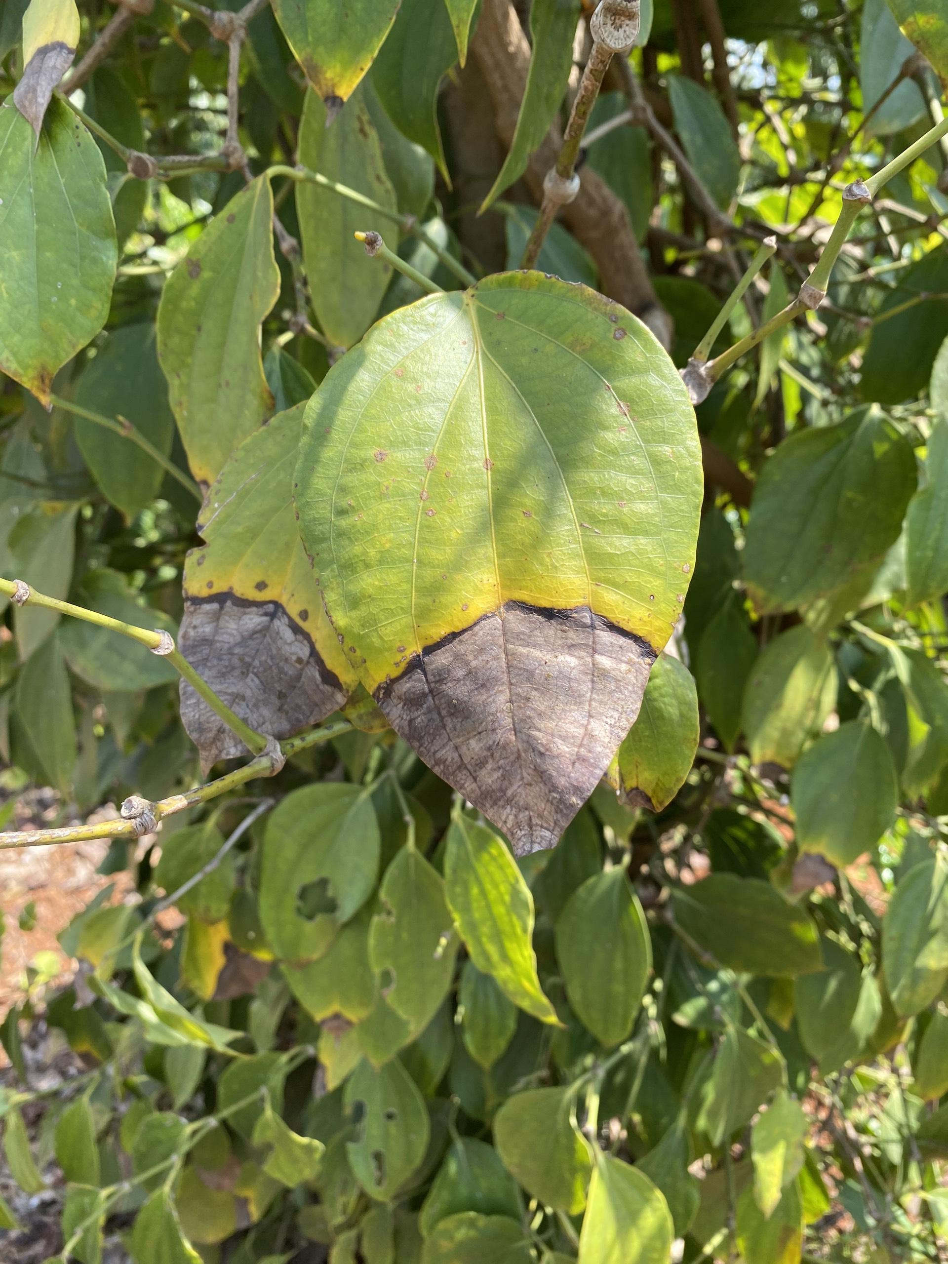 web đánh bài