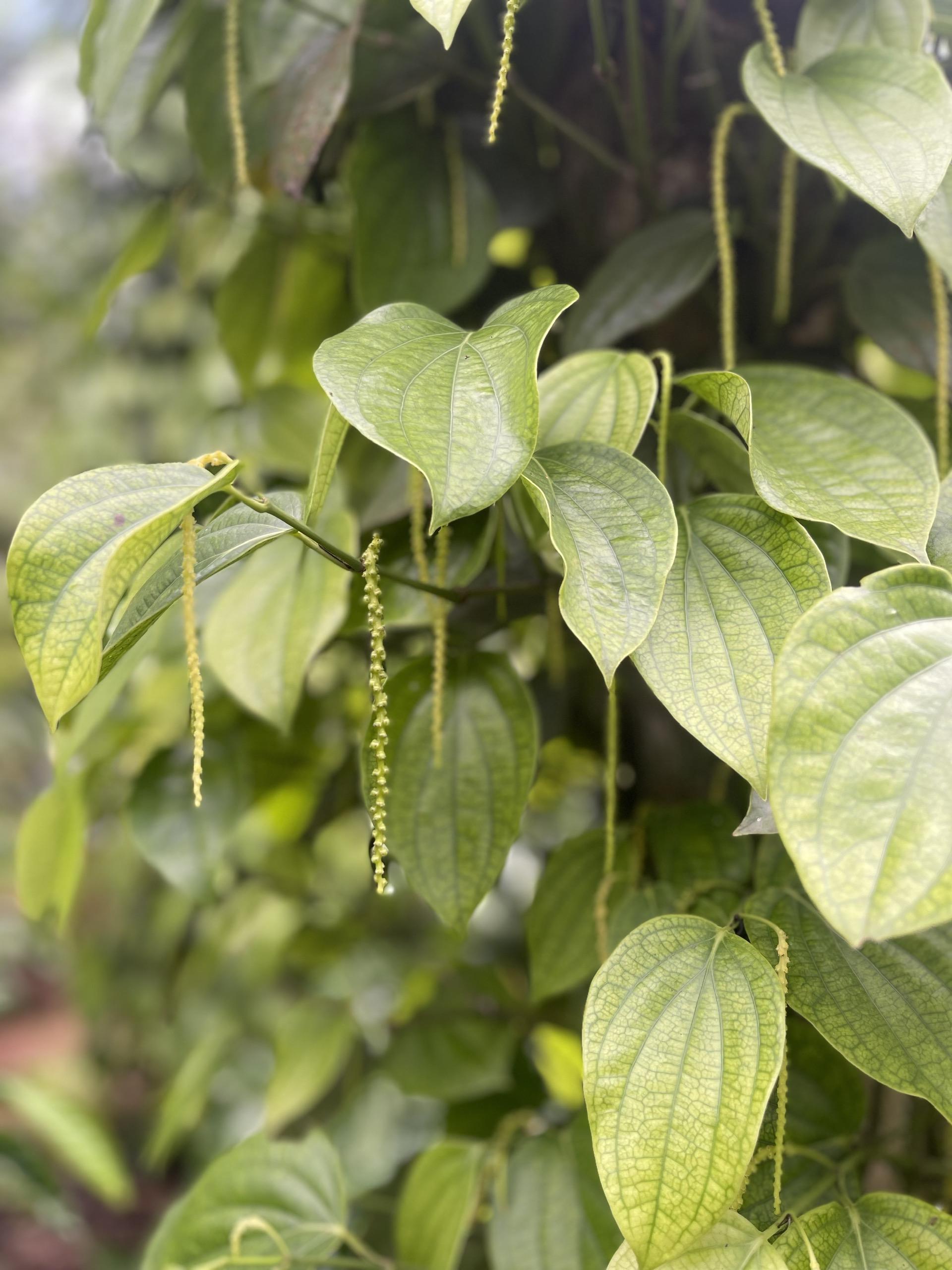 web đánh bài