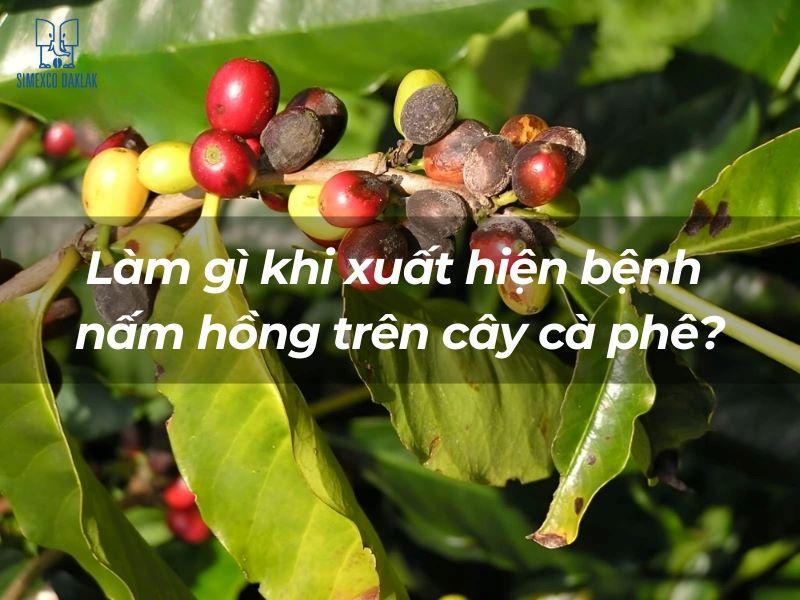 Làm gì khi xuất hiện bệnh nấm hồng trên cây cà phê?