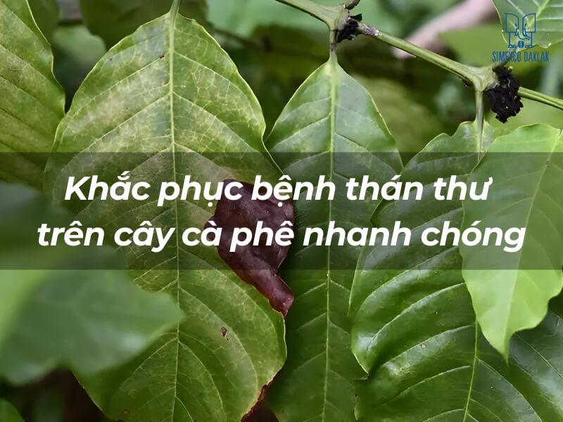 Khắc phục bệnh thán thư trên cây cà phê nhanh chóng