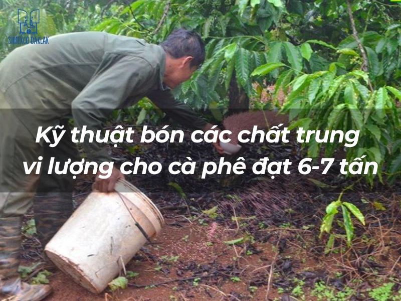 Kỹ thuật bón các chất trung vi lượng cho cà phê đạt 6-7 tấn