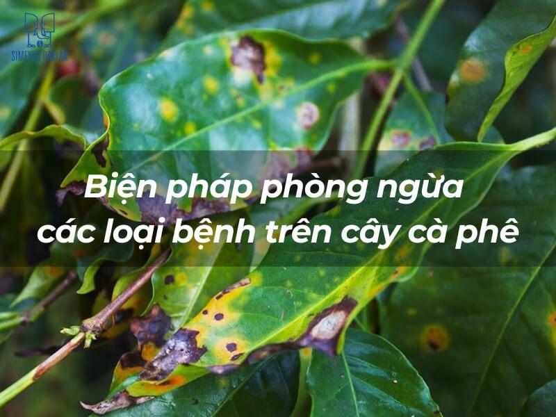 Các biện pháp phòng ngừa các loại bệnh trên cây cà phê