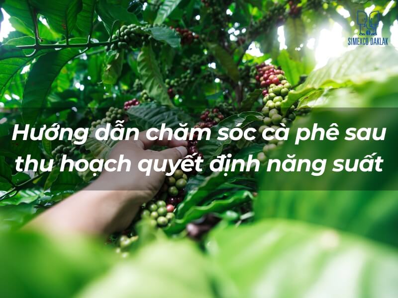 Hướng dẫn chăm sóc cà phê sau thu hoạch quyết định năng suất