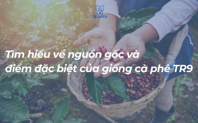 Hiểu về giống cà phê TR9 từ nguồn gốc đến kỹ thuật trồng