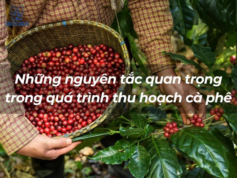 Kỹ thuật và quy trình thu hoạch cà phê đúng chuẩn