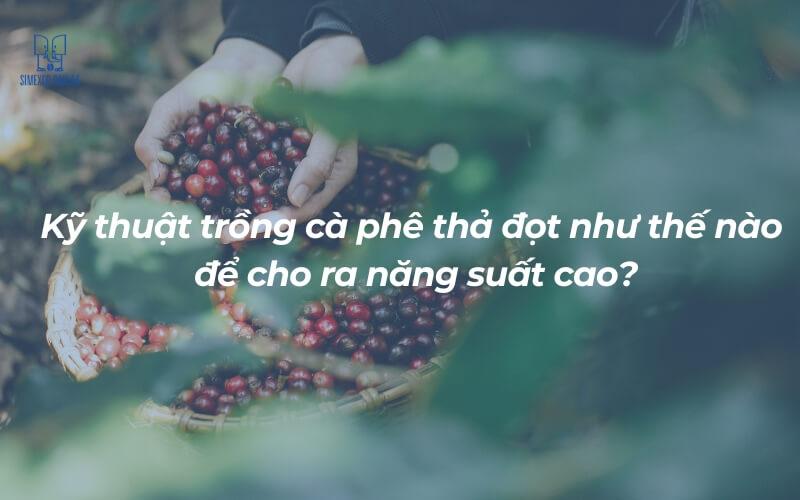 Phương pháp trồng cà phê thả đọt (ngọn) giúp tăng năng suất đột phá