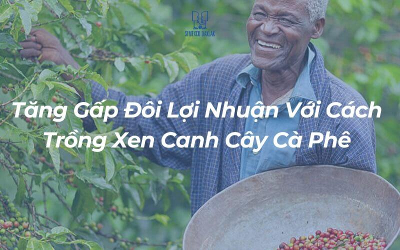 Tăng Gấp Đôi Lợi Nhuận Với Cách Trồng Xen Canh Cây Cà Phê