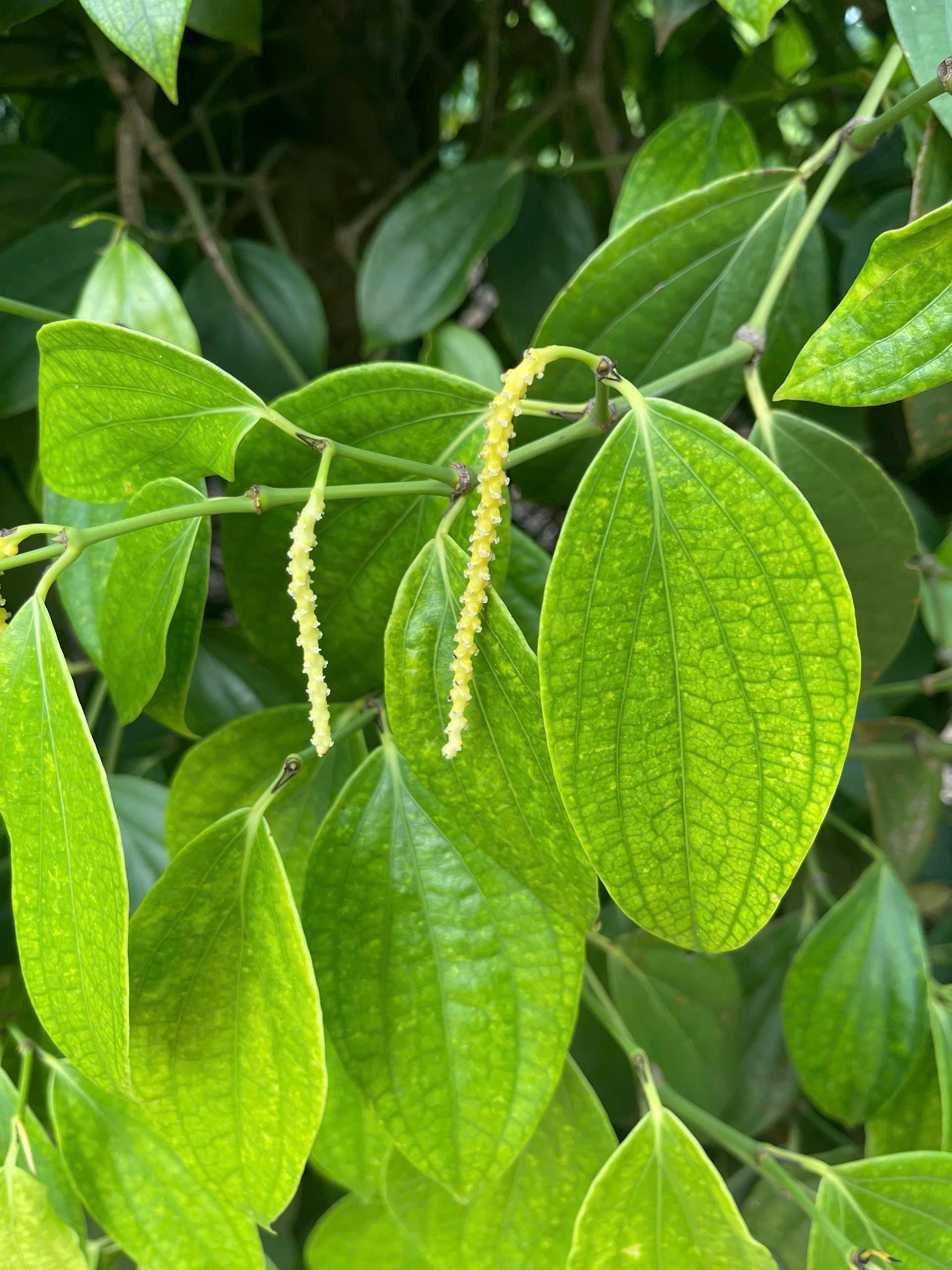 web đánh bài